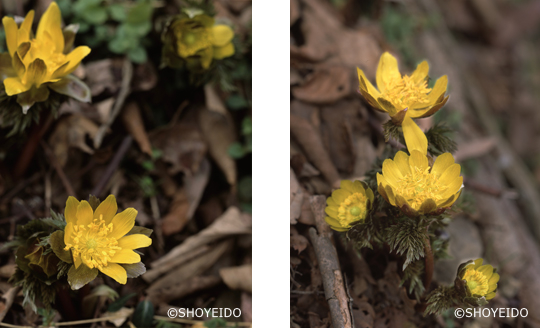 福寿草　フクジュソウ