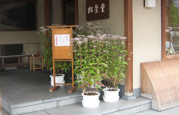 稀少植物の店頭公開
