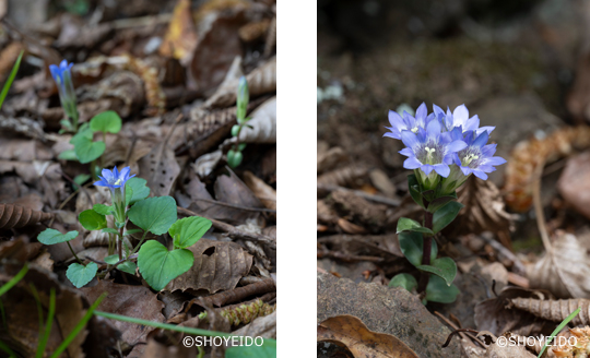 筆竜胆　フデリンドウ