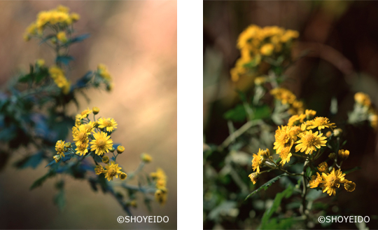 菊渓菊　キクタニギク