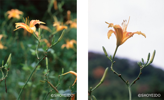 野萱草　ノカンゾウ