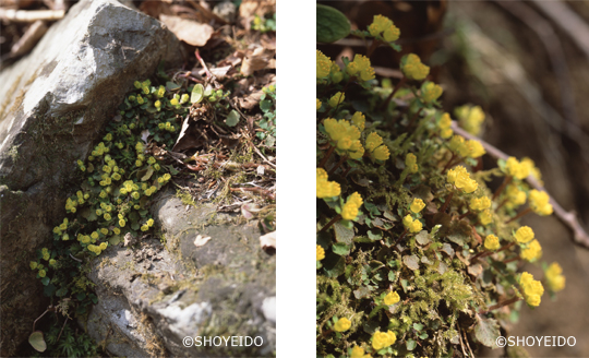 山城猫の目　ヤマシロネコノメ